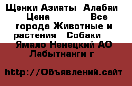 Щенки Азиаты (Алабаи) › Цена ­ 20 000 - Все города Животные и растения » Собаки   . Ямало-Ненецкий АО,Лабытнанги г.